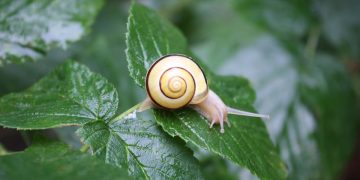 Restful Nights: Harnessing the Power of Mindfulness for Deep Sleep
